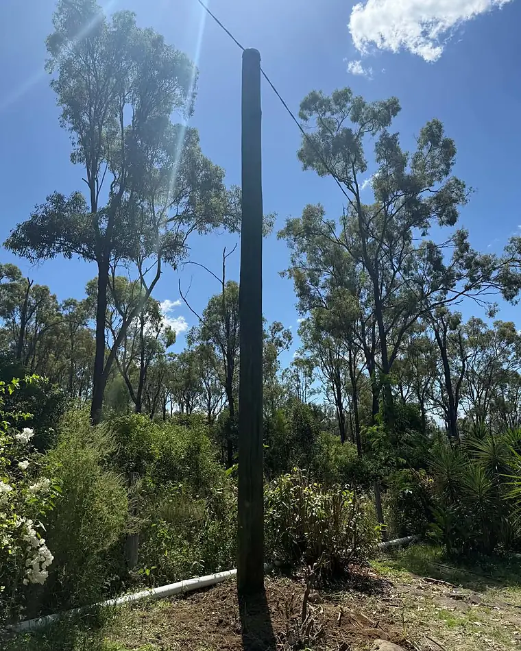 A new timber power pole standing in bushland under a blue sky in Esk