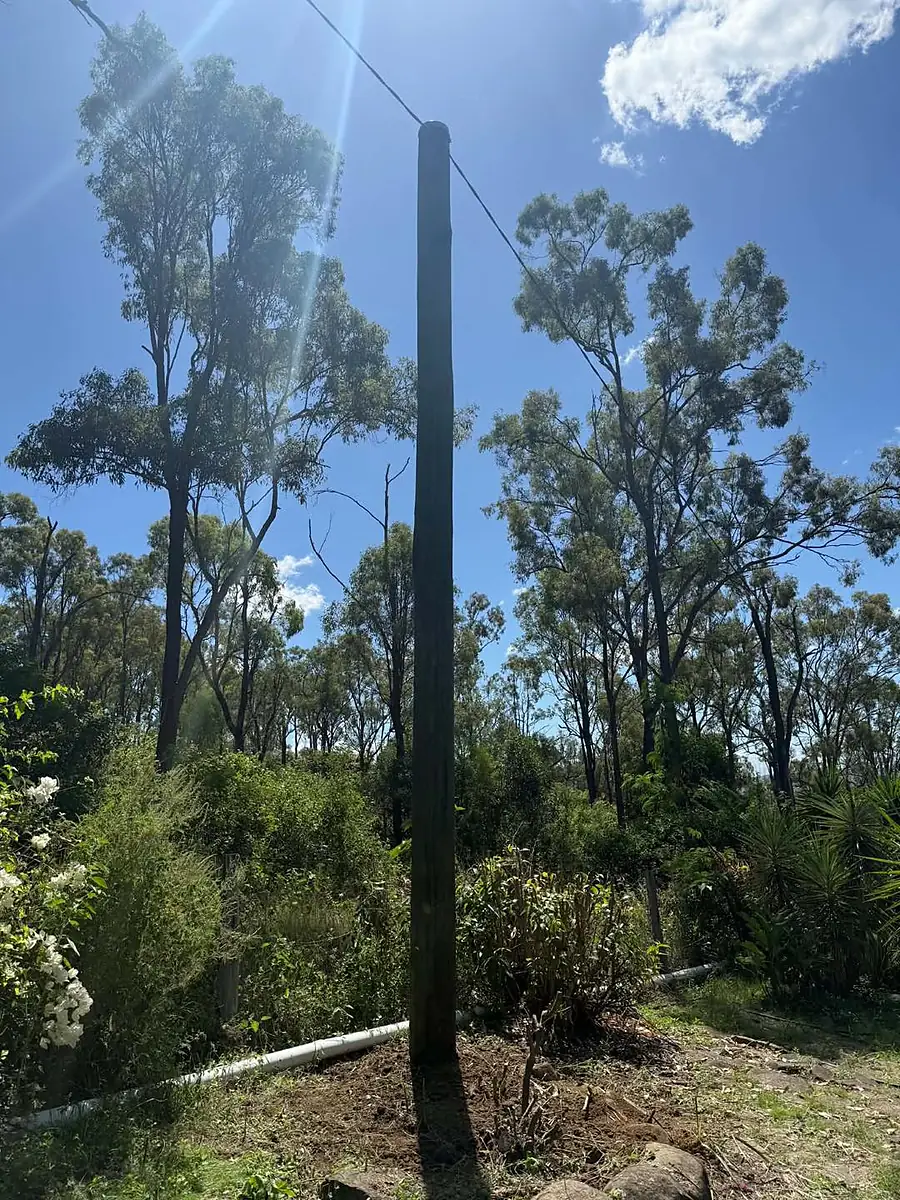 A new timber power pole standing in bushland under a blue sky in Esk