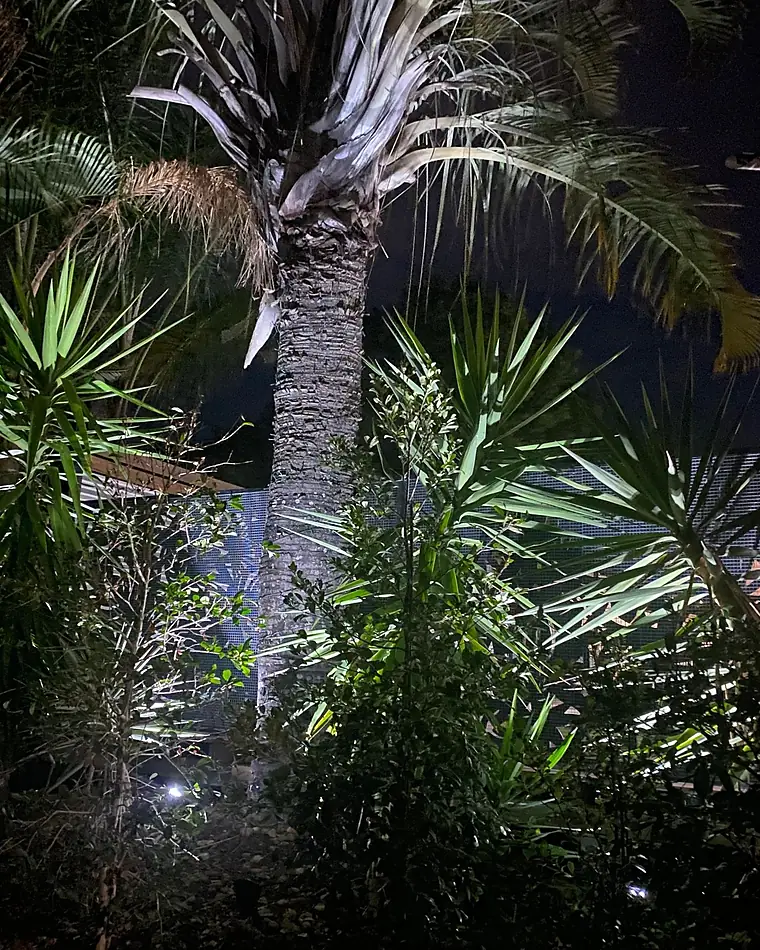 Night garden uplighting on palms and yuccas beside a timber feature screen