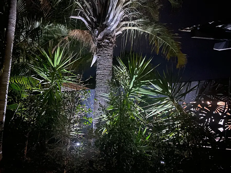 Night garden uplighting on palms and yuccas beside a timber feature screen